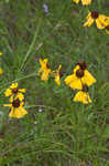 Oldfield sneezeweed